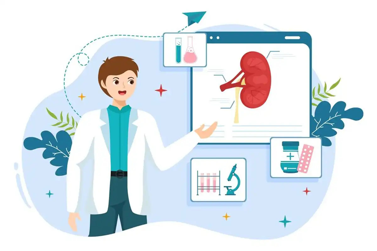 Kidneys What we need to know